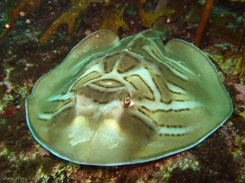Eastern Fiddler Ray (Trygonorrhina fasciata)
