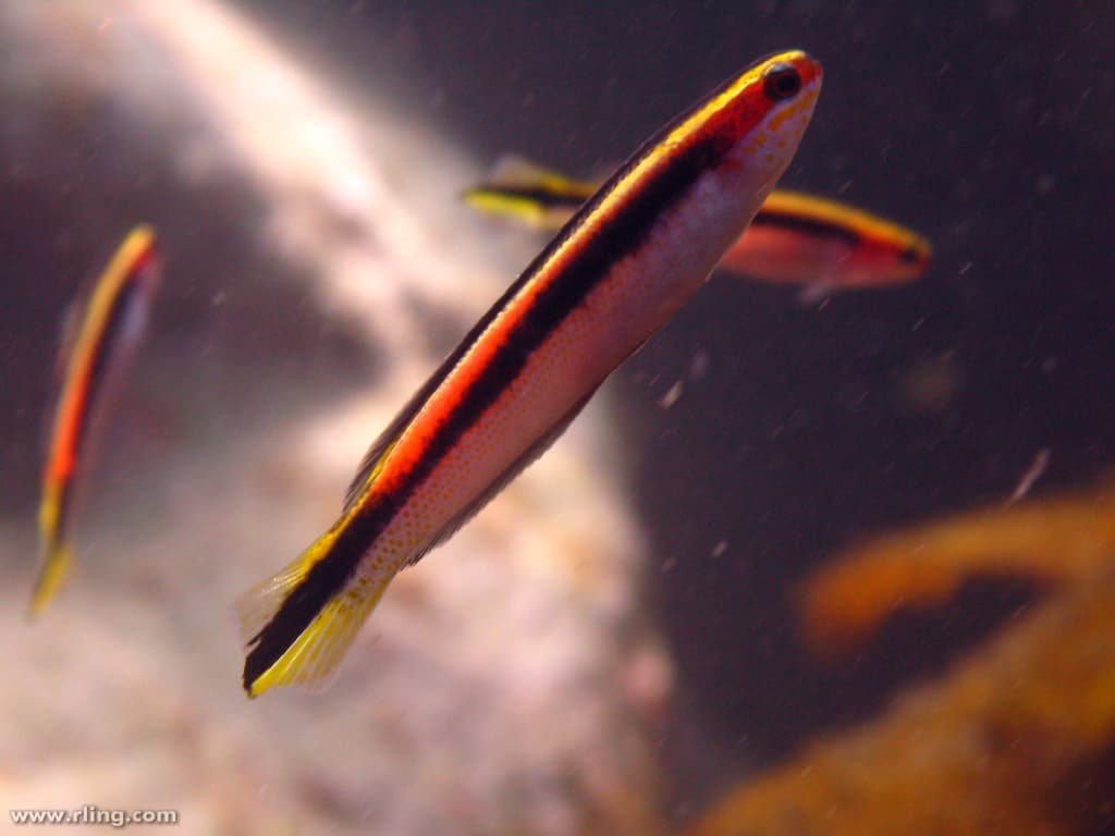 Eastern Hulafish