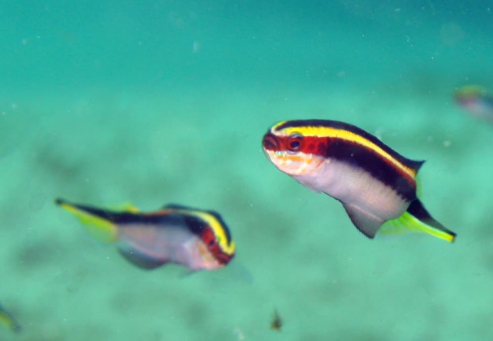 Eastern Hulafish (Trachinops taeniatus)