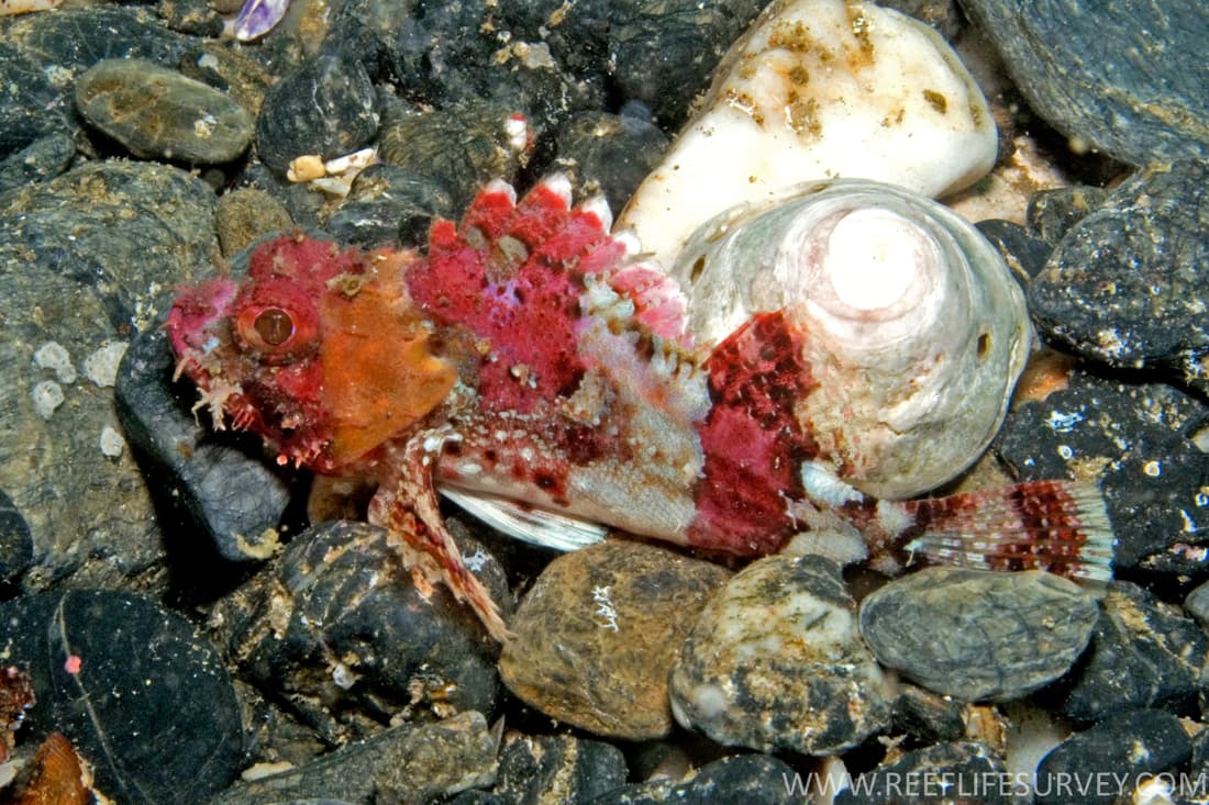 Eastern Red Scorpionfish (Scorpaena jacksoniensis)