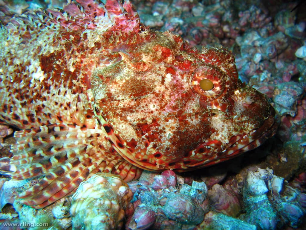Eastern Red Scorpionfish (Scorpaena jacksoniensis)