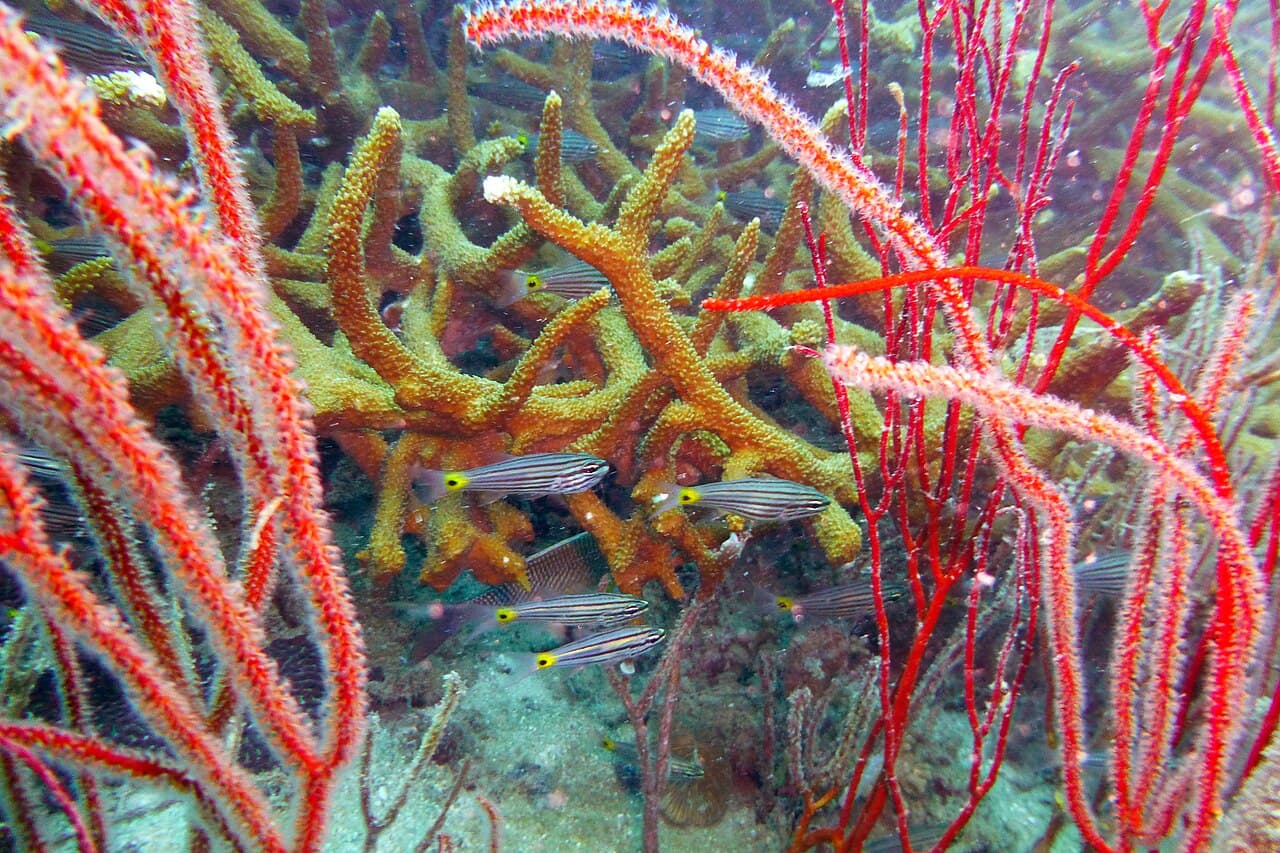 Fiveline Cardinalfish