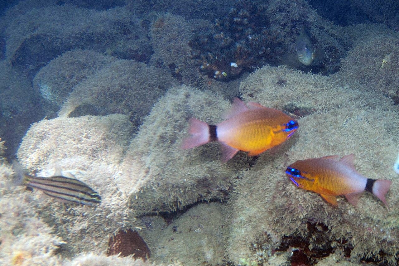 Fiveline Cardinalfish (Cheilodipterus quinquelineatus)