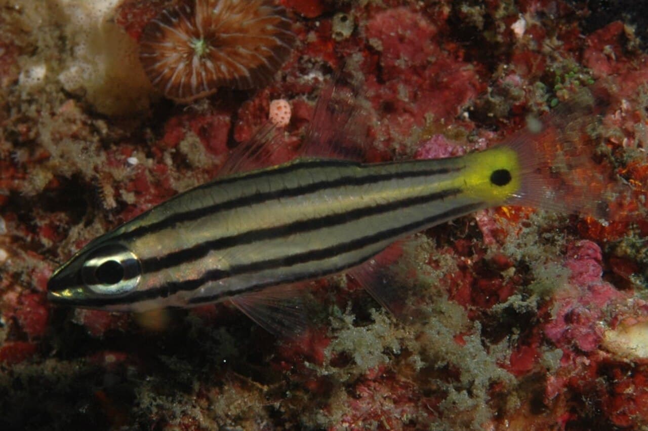 Fiveline Cardinalfish (Cheilodipterus quinquelineatus)