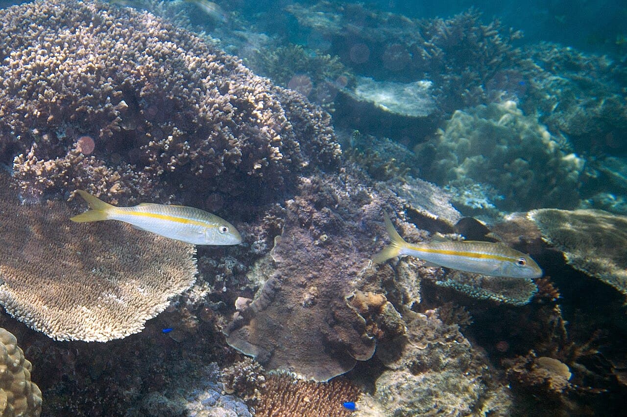 Goldstripe Goatfish (Mulloidichthys vanicolensis)