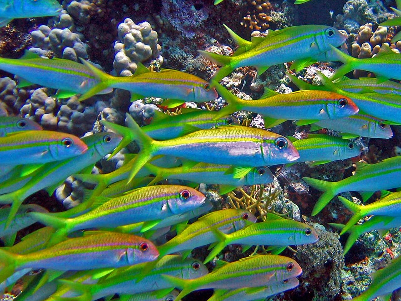 Goldstripe Goatfish (Mulloidichthys vanicolensis)