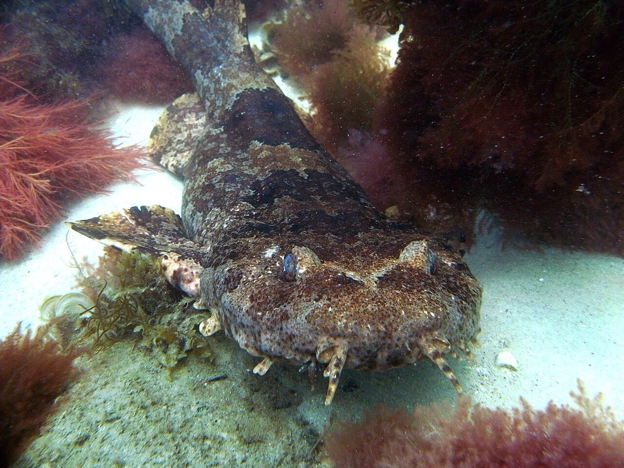 Gulf Wobbegong (Orectolobus halei)