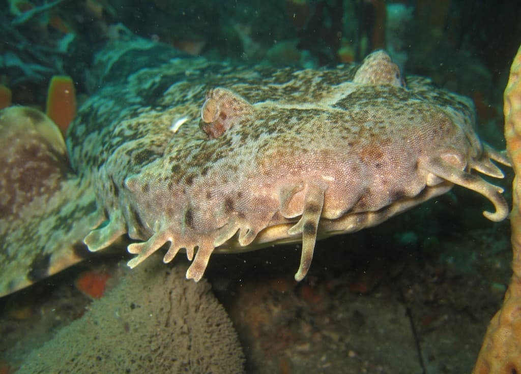 Gulf Wobbegong (Orectolobus halei)