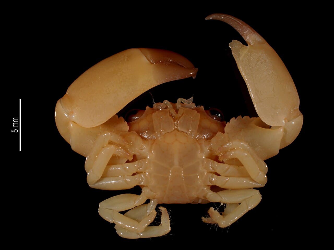Honeycomb Coral Crab