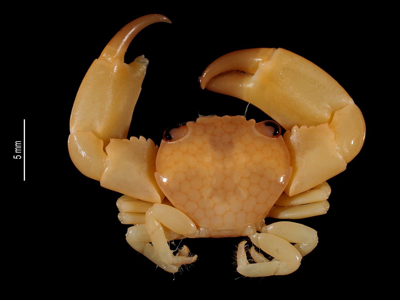 Honeycomb Coral Crab (Trapezia septata)