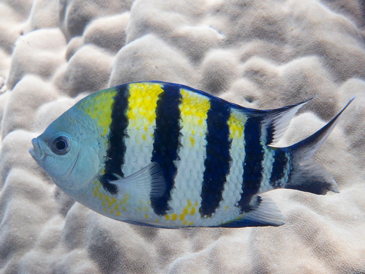 Indo-Pacific Sergeant Major