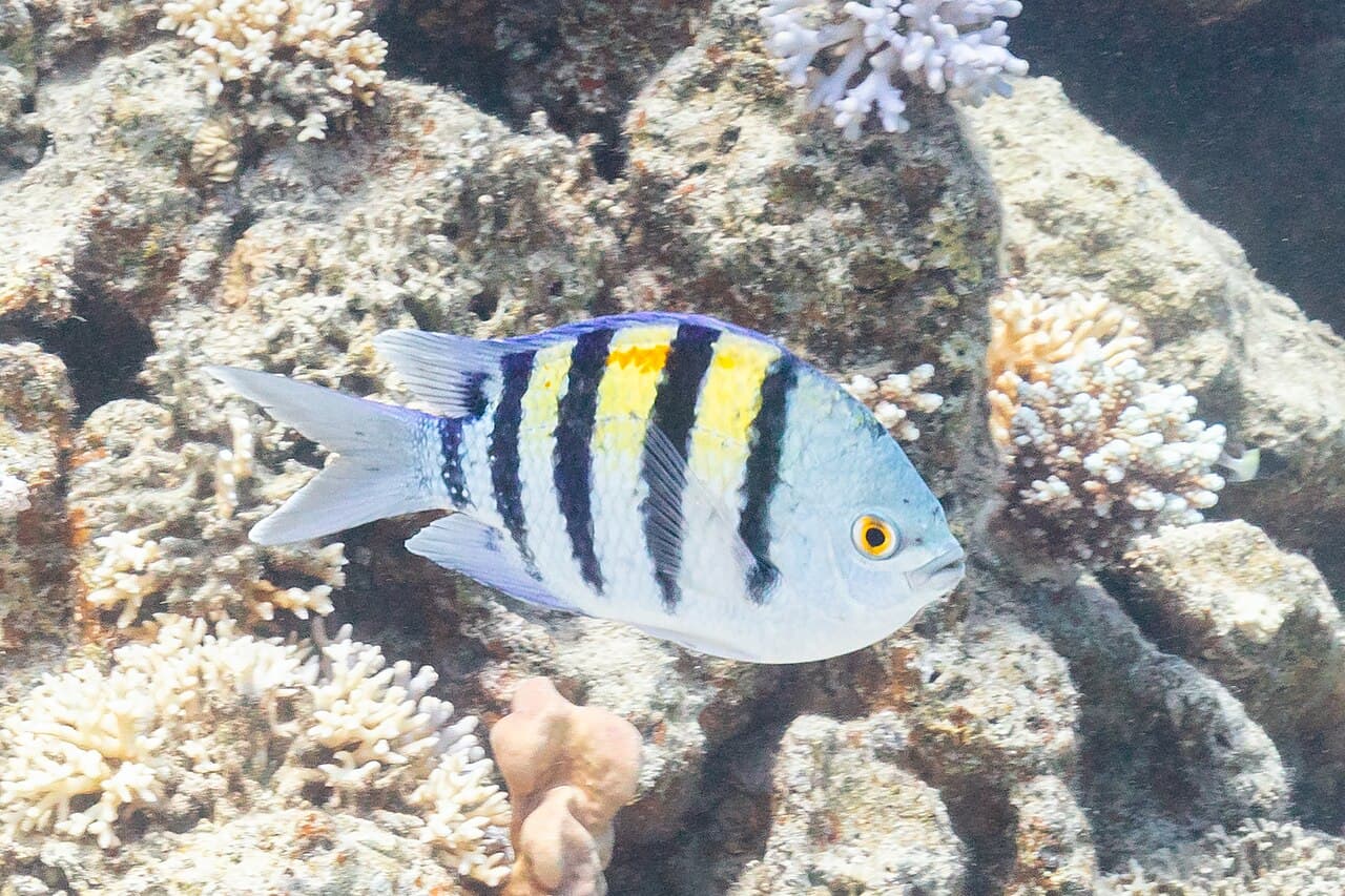 Indo-Pacific Sergeant Major (Abudefduf vaigiensis)