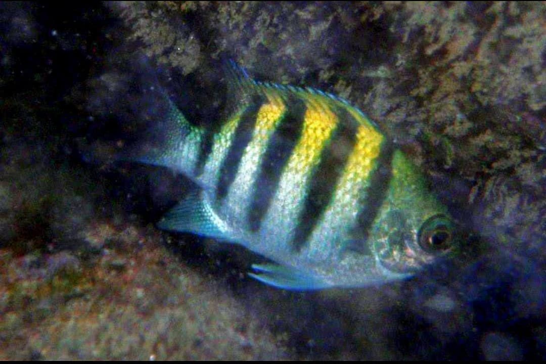 Indo-Pacific Sergeant Major (Abudefduf vaigiensis)