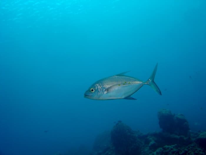 Island Jack (Ferdauia orthogrammus)