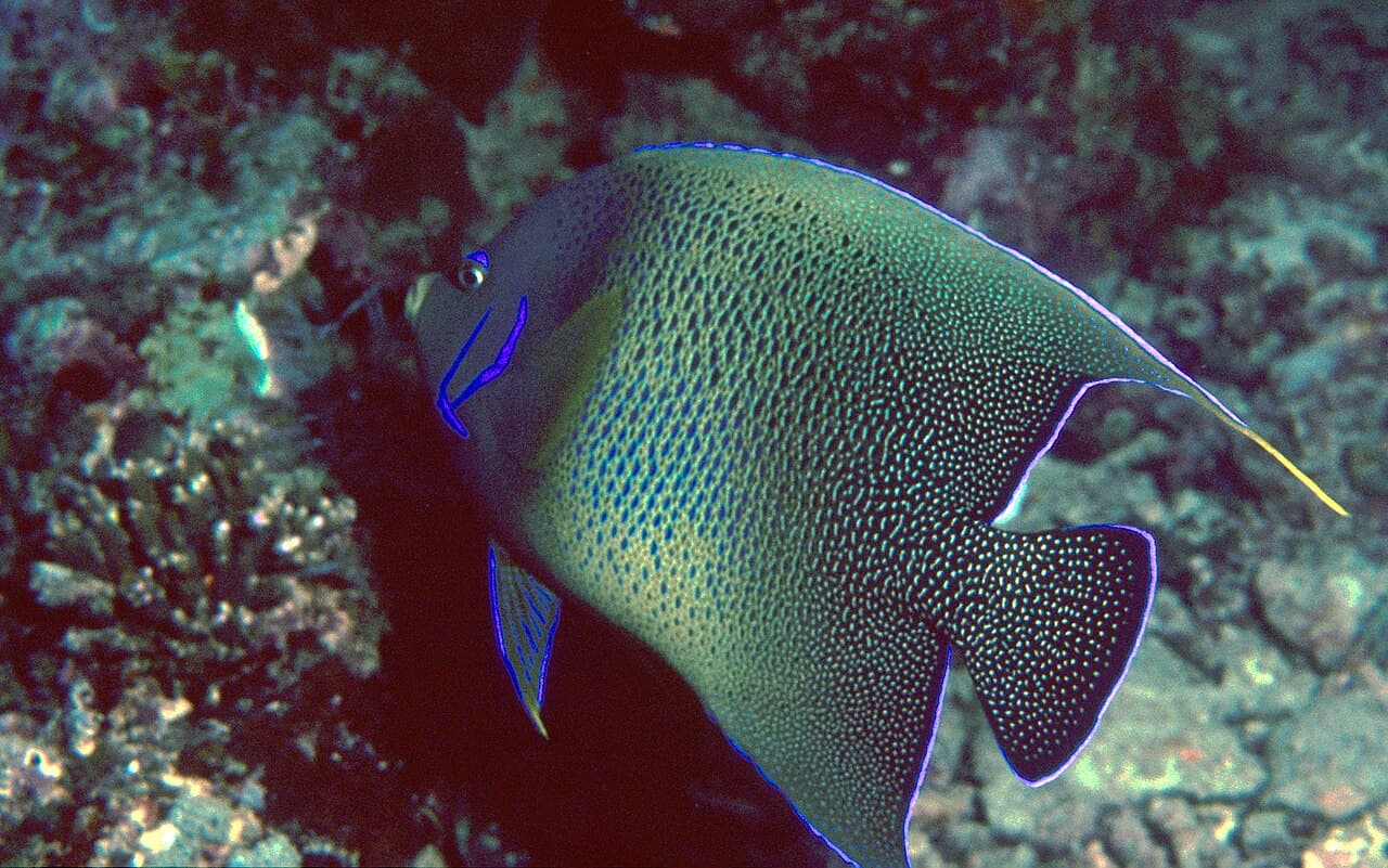 Keyhole Angelfish (Centropyge tibicen)