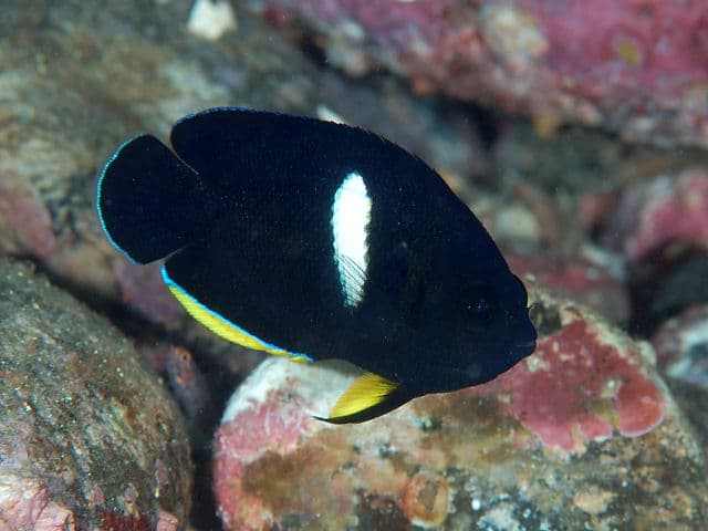 Keyhole Angelfish (Centropyge tibicen)