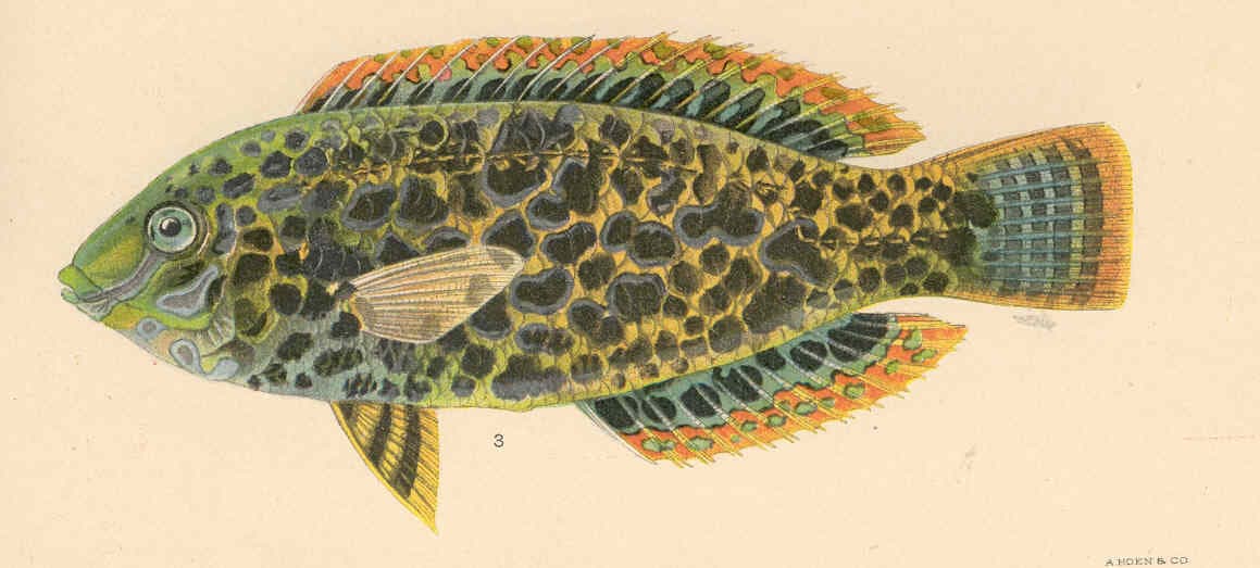Leopard Wrasse