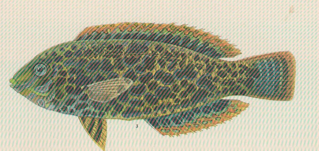 Leopard Wrasse (Macropharyngodon meleagris)