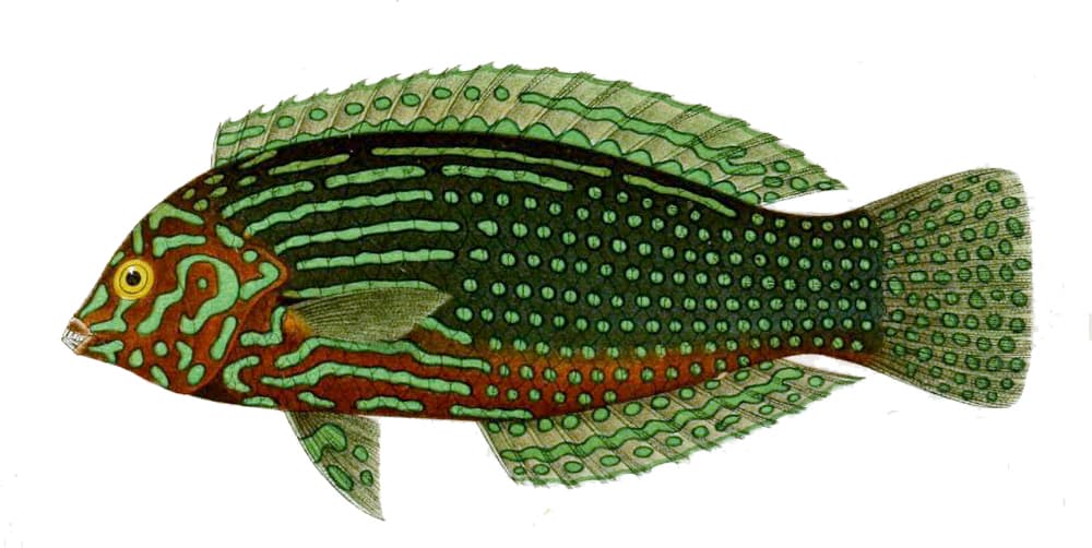 Leopard Wrasse (Macropharyngodon meleagris)