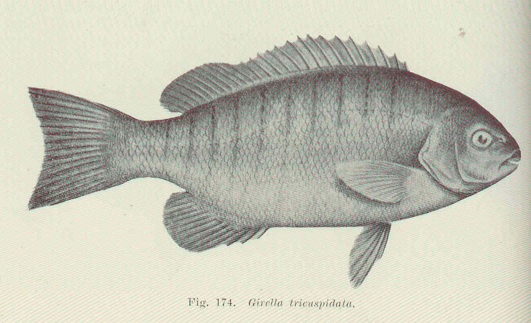 Luderick (Girella tricuspidata)