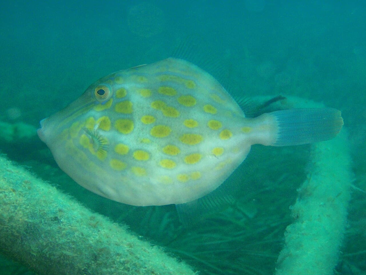Mosaic Leatherjacket