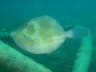 Mosaic Leatherjacket