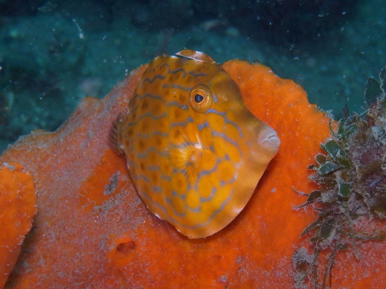 Mosaic Leatherjacket (Eubalichthys mosaicus)