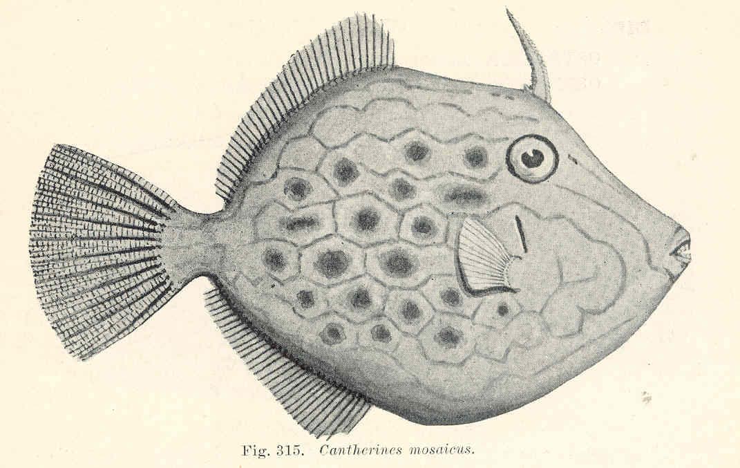 Mosaic Leatherjacket (Eubalichthys mosaicus)