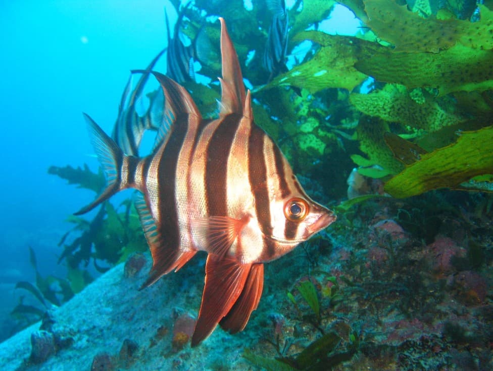 Old Wife (Enoplosus armatus)