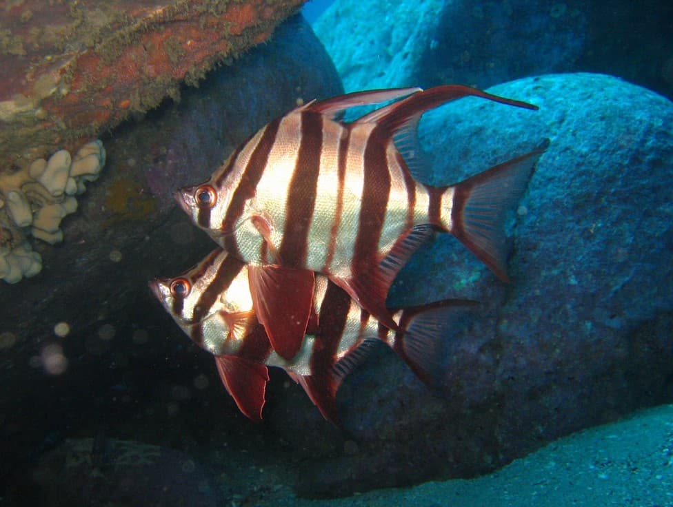 Old Wife (Enoplosus armatus)