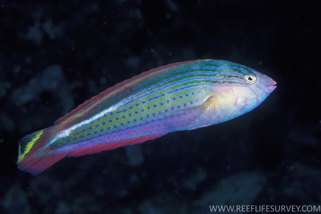 Painted Rainbow Wrasse (Suezichthys arquatus)