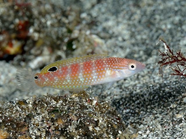 Painted Rainbow Wrasse (Suezichthys arquatus)