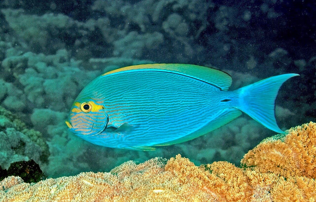 Pale Surgeonfish (Acanthurus mata)