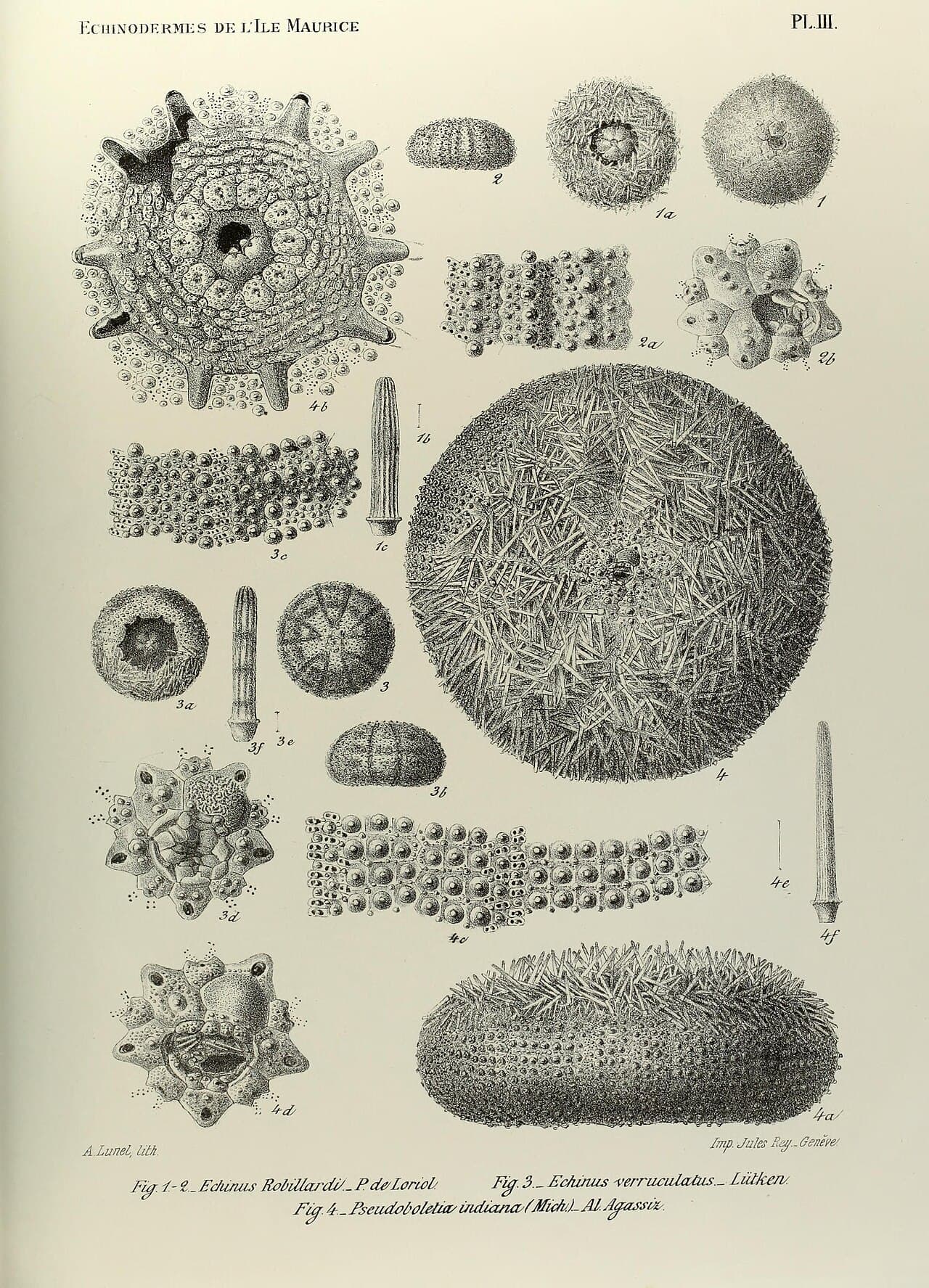 Pebble Collector Urchin