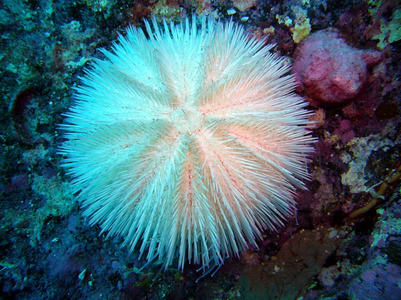 Pebble Collector Urchin (Pseudoboletia indiana)