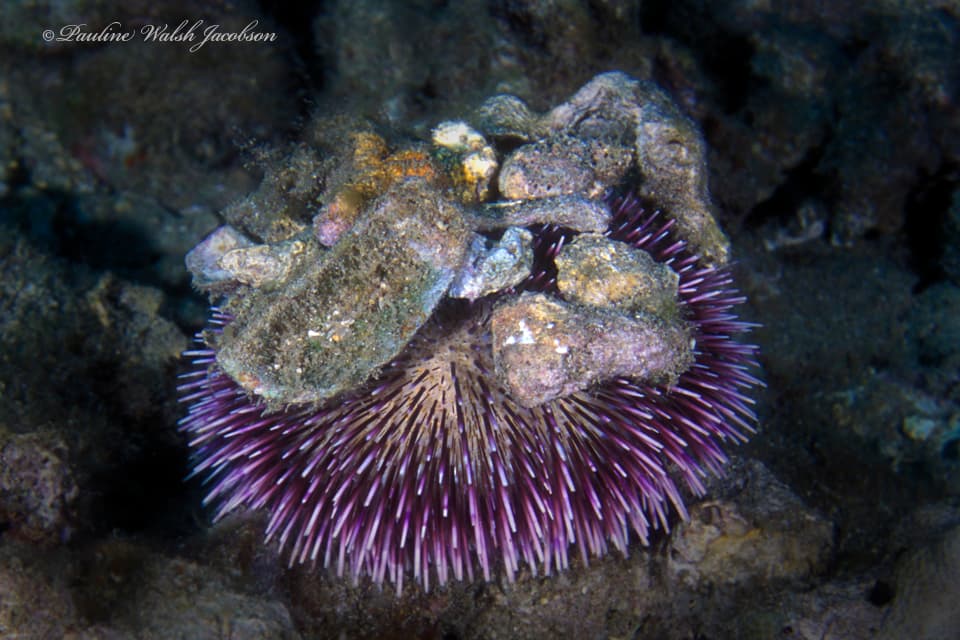Pebble Collector Urchin (Pseudoboletia indiana)