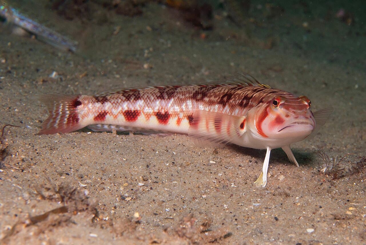 Pinkbanded Grubfish