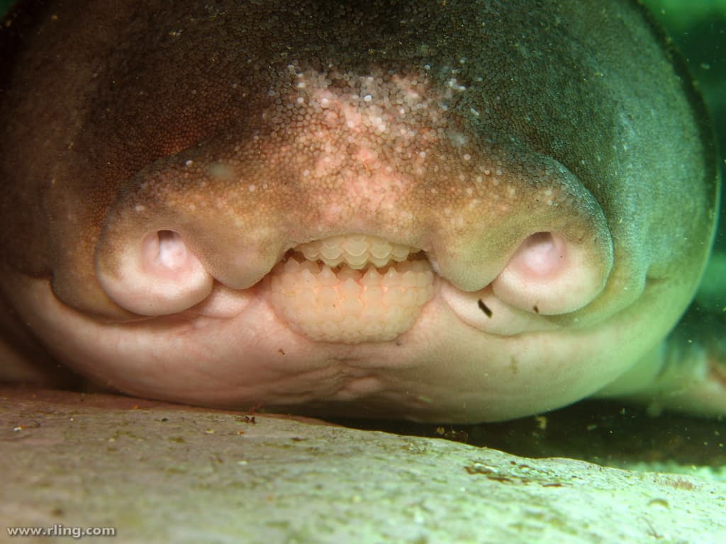 Port Jackson Shark (Heterodontus portusjacksoni)