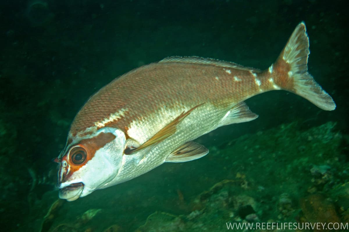 Red Morwong