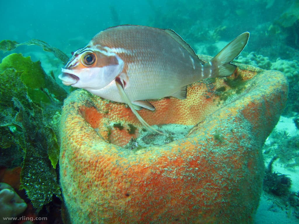 Red Morwong (Morwong fuscus)