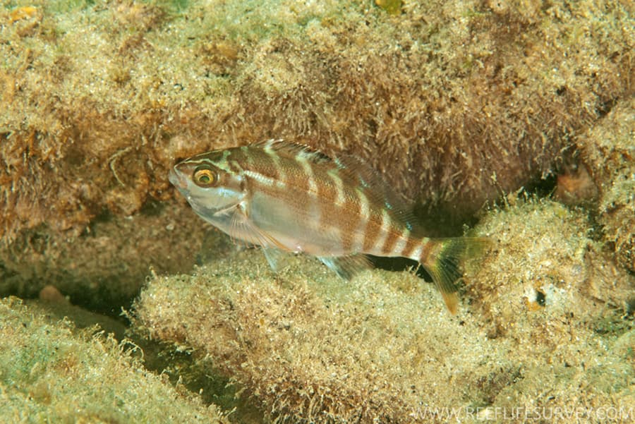 Red Morwong (Morwong fuscus)