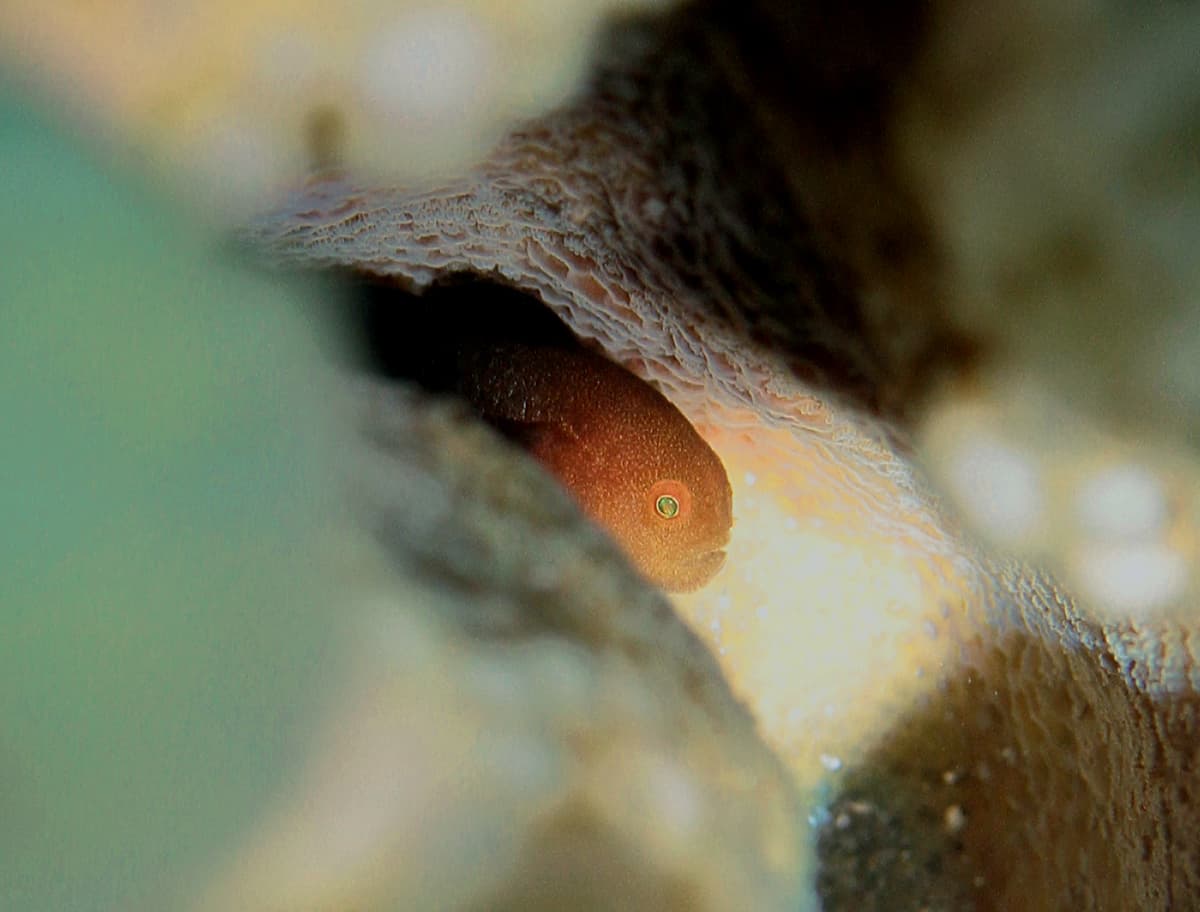 Redhead Pocillopora Goby