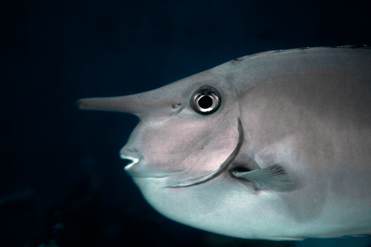 Unknown species