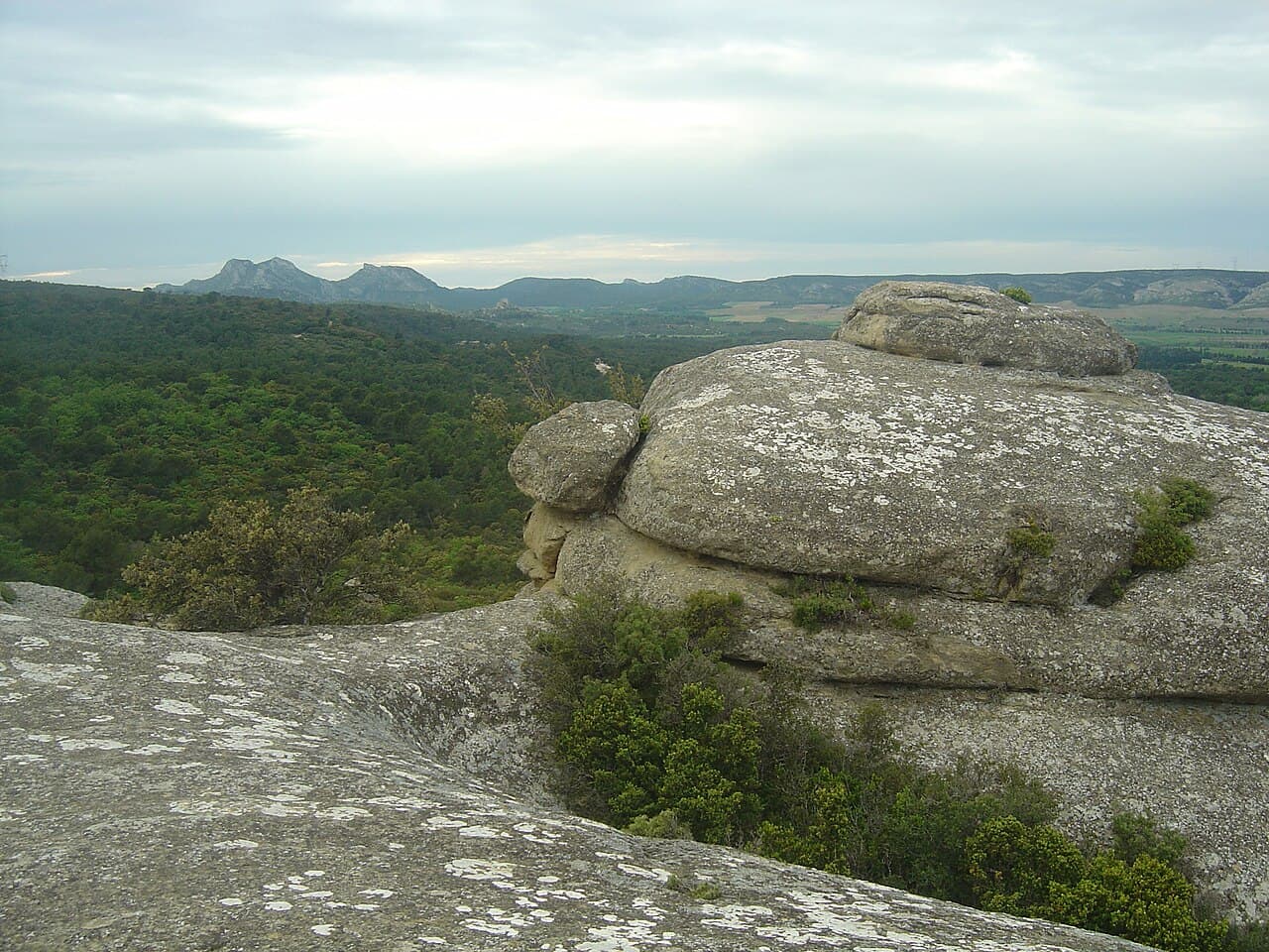 Rock Cale (Aplodactylus lophodon)