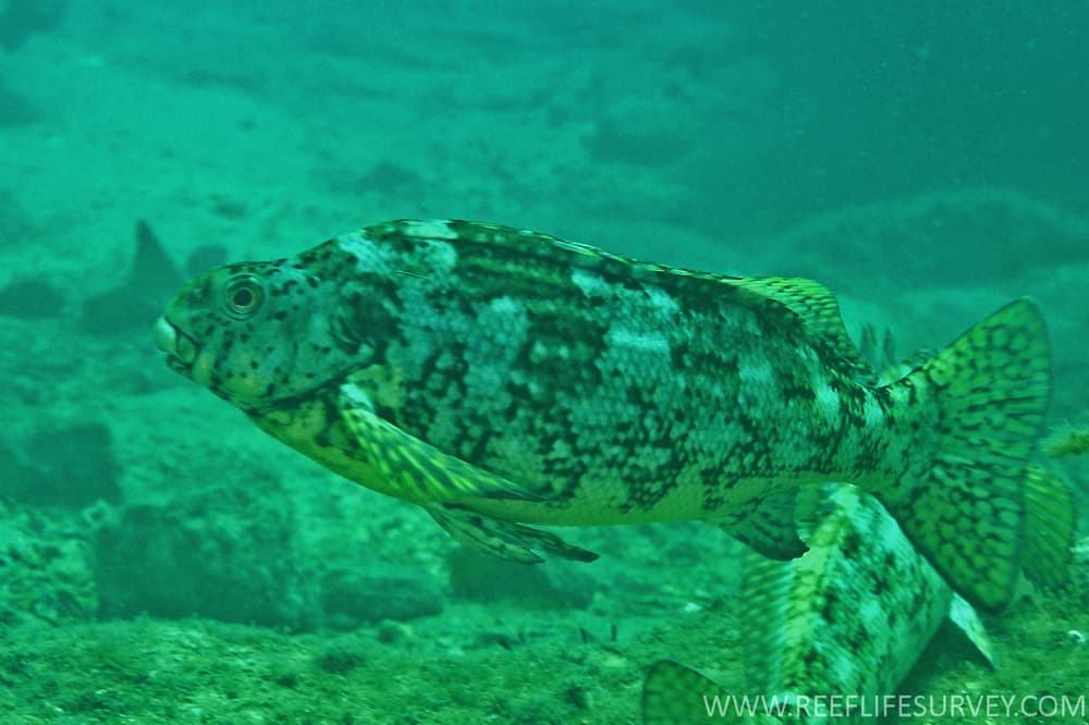 Rock Cale (Aplodactylus lophodon)