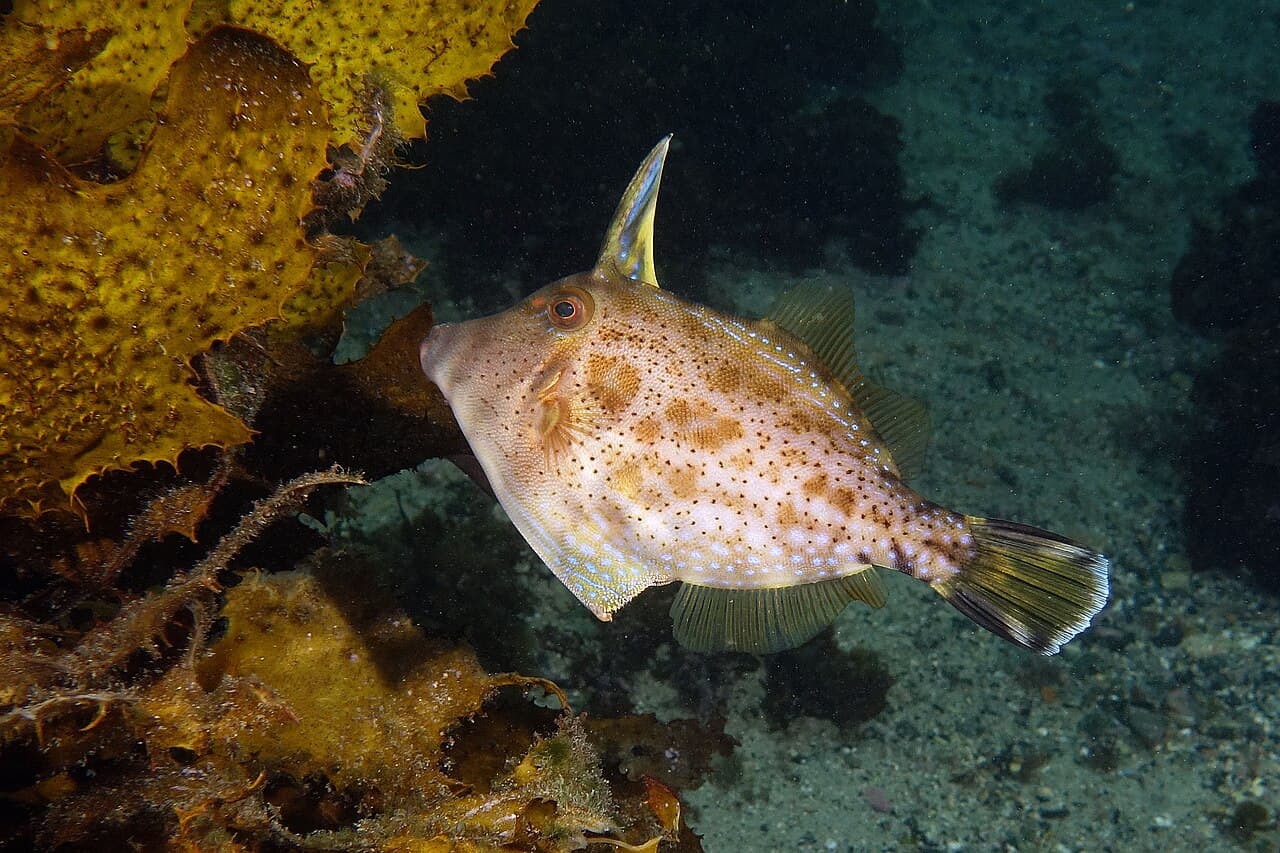 Rough Leatherjacket