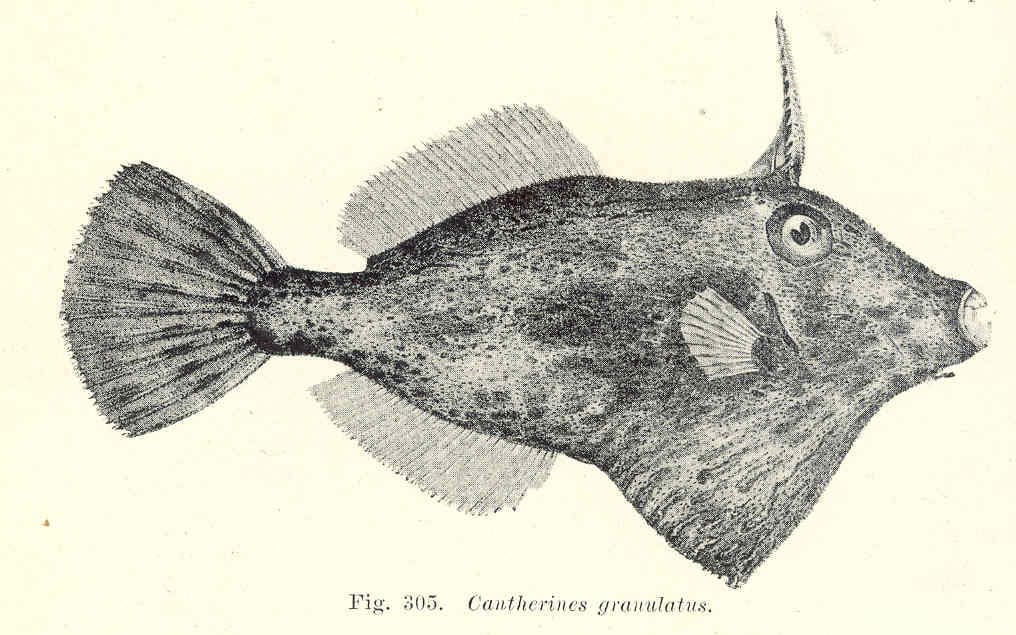 Rough Leatherjacket (Scobinichthys granulatus)
