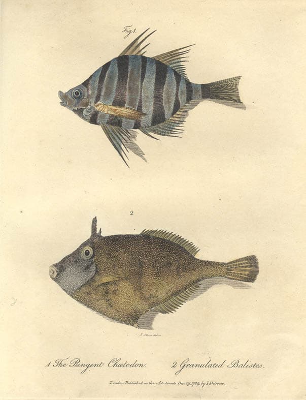 Rough Leatherjacket (Scobinichthys granulatus)