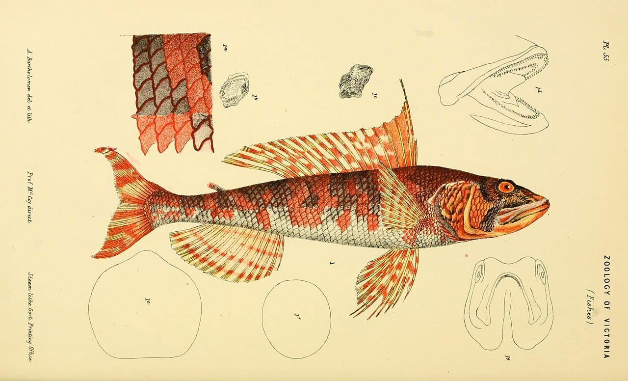 Sergeant Baker (Latropiscis purpurissatus)
