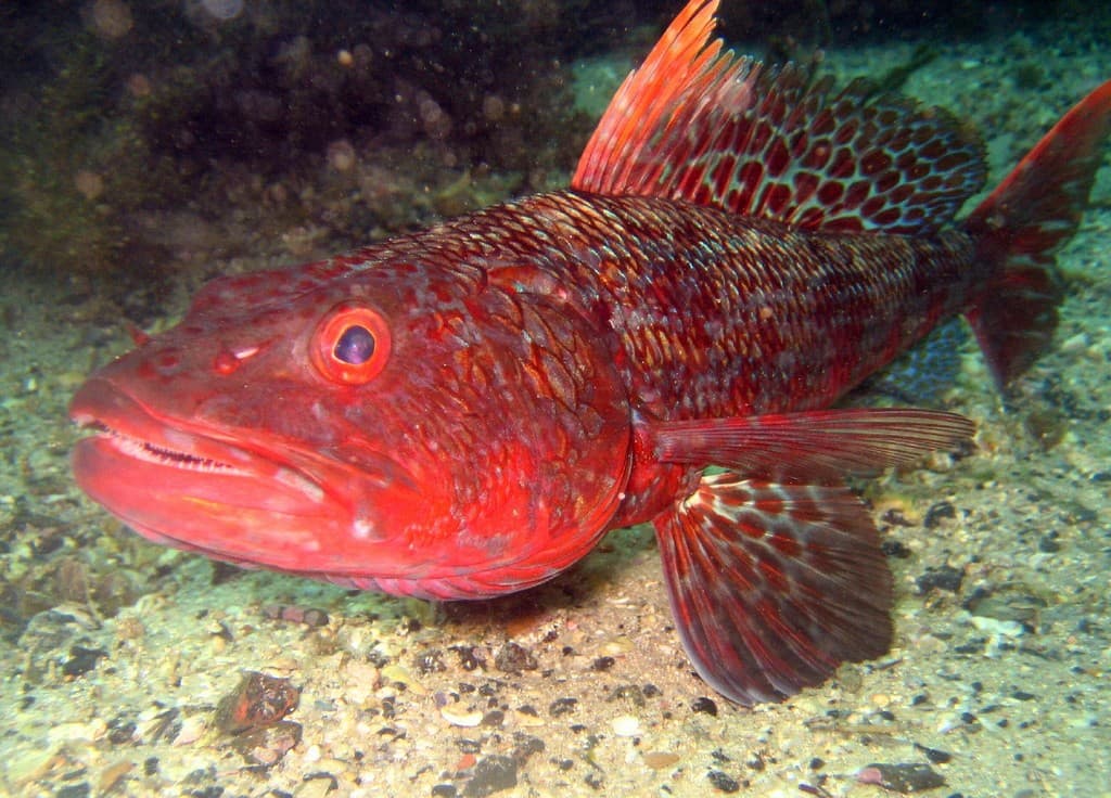Sergeant Baker (Latropiscis purpurissatus)